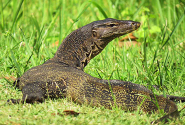 water monitor lizard