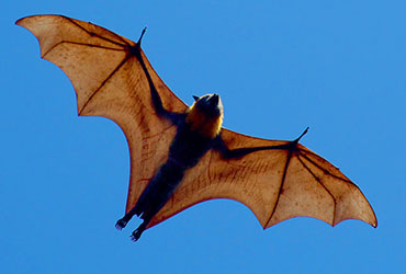 surin islands flying fox