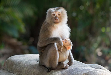 pig tailed macaque in surin national park