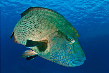 surin islands wrasse