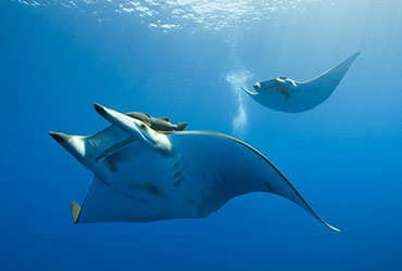 manta rays surin national park