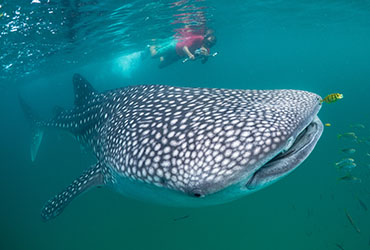 richelieu rock whale shark