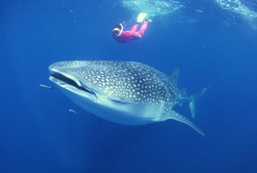 richelieu rock whale sharks