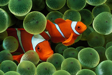 koh surin marine life